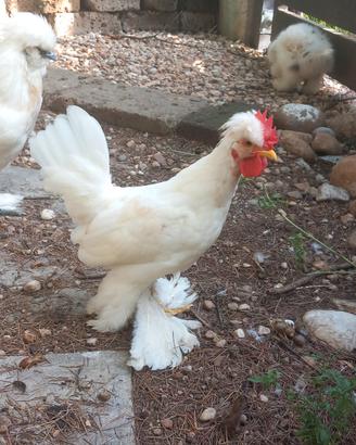 Coppia di galli ornamental di gallina calzata nana