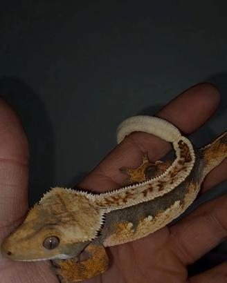 CILIATUS VARI MOPRH