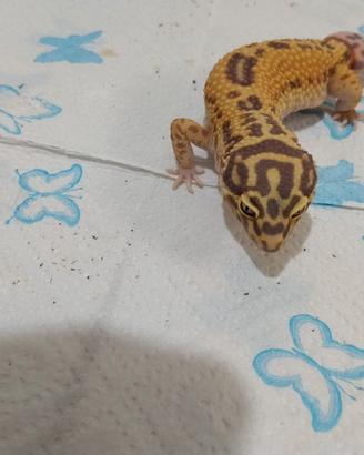 Geco leopardino