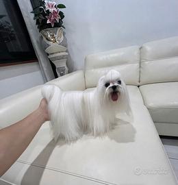 Maltese coreano x Monta