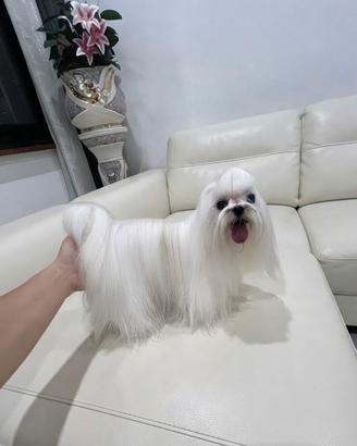 Maltese coreano x Monta
