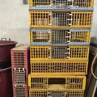 Gabbie trasporto polli e conigli