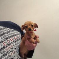 Spitz chihuahua cuccioli mini