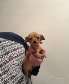 Spitz chihuahua cuccioli mini