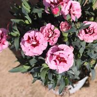 Garofani ROSA CHIARO mini in vaso da 14 cm