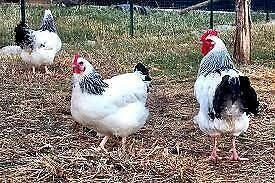 Galline ovaiole Sussex