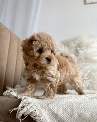 Maltipoo