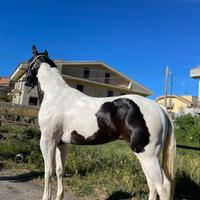 Cavalla PAINT HORSE