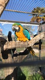 Ara ararauna maschio