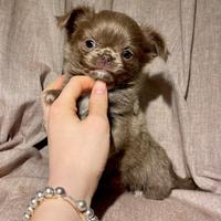 Chihuahua cucciolo maschietto lilac pelo lungo