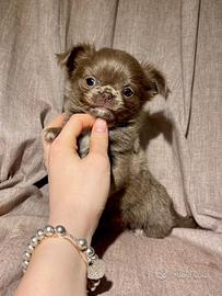 Chihuahua cucciolo maschietto lilac pelo lungo