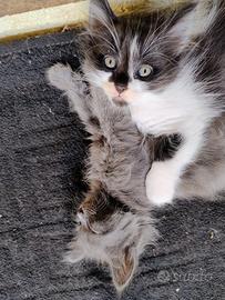 Gattini