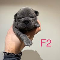 Bulldog francese blu