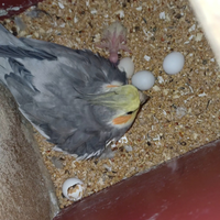 Pappagalli calopsite