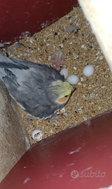 Pappagalli calopsite