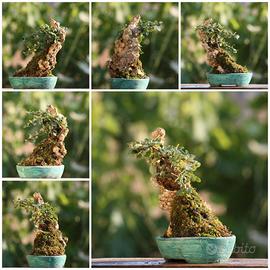 Prebonsai Cotoneaster