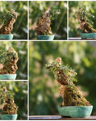 Prebonsai Cotoneaster
