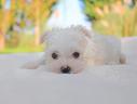cucciola-di-maltese