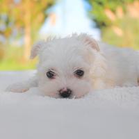 Cucciola di Maltese