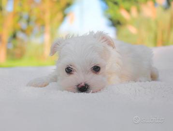 Cucciola di Maltese