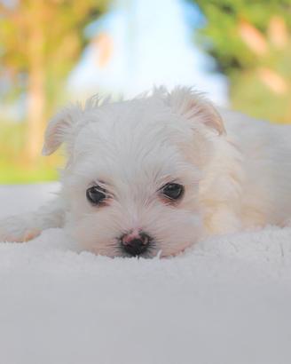 Cucciola di Maltese