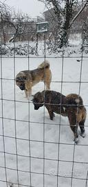 Akita Americano