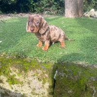 Cuccioli di bassotto nano maschi