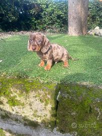 Cuccioli di bassotto nano maschi