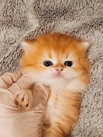 British Golden cuccioli