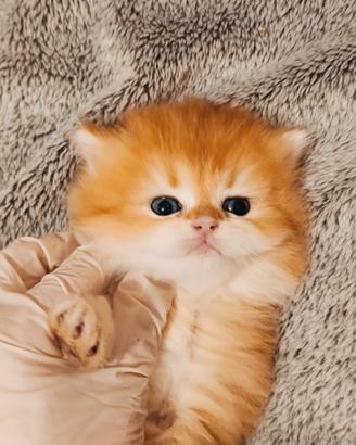 British Golden cuccioli