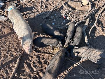 Vietnam pigs