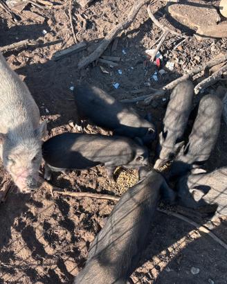 Vietnam pigs