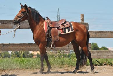cavallo del ventasso