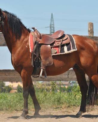 cavallo del ventasso