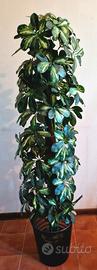 Pianta artificiale Schefflera variegata 