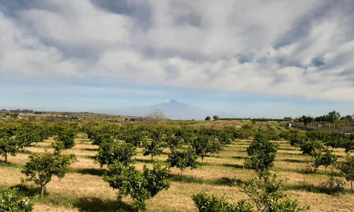 Terreni agricoli a Melilli