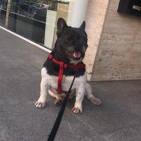 Bulldog Francese Per Monta