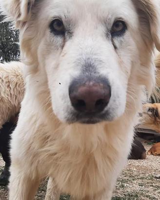 Golden retriver mix in adozione