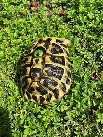 Tartaruga di terra Hermanni femmina con cites