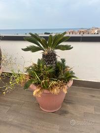 Splendida Cycas  Revoluta in vaso