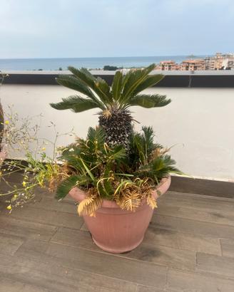 Splendida Cycas  Revoluta in vaso