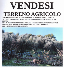 Terreno con pozzo olivi frutti lastra a signa