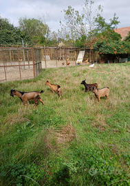 Capretta tibetana nera