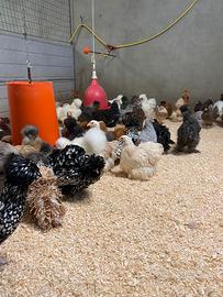 Galline di razza