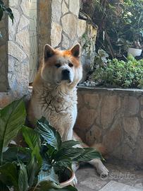 Akita