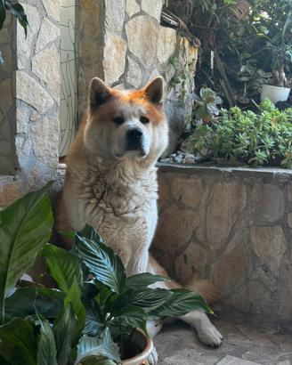 Akita