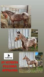 Puledra Appaloosa