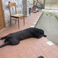 Cane corso