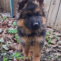 Cuccioli di Pastore Tedesco