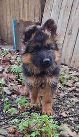 Cuccioli di Pastore Tedesco